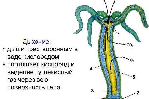 Кракен зеркало рабочее на сегодня