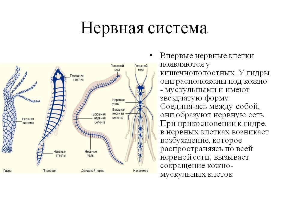 Даркмаркет кракен