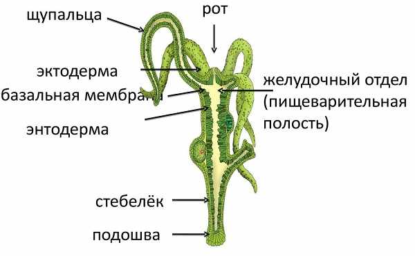 Ссылка на кракен через тор